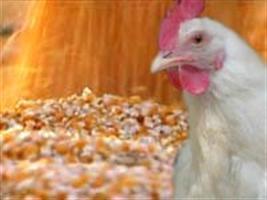 Frango: Vivo se valoriza, mas poder de compra do produtor recua