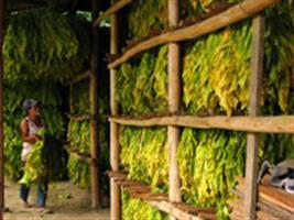 Cuba tem pouco progresso na área agrícola em cinco anos após reforma
