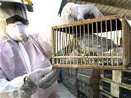 Coreia do Sul sacrifica mais de 6% do plantel de aves para conter gripe