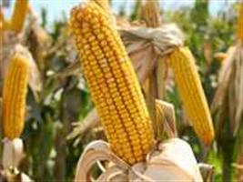Chuva pode comprometer qualidade do milho no Paraná