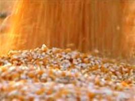 Mato Grosso tem segunda safra de milho “além do esperado”