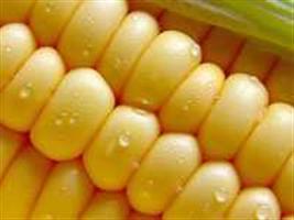 Preço do milho segue em queda no Mato Grosso