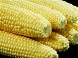Análise semanal do mercado de milho