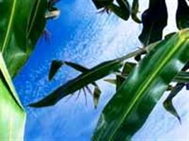 Boas lavouras nos EUA e cotação alta - Análise semanal do mercado de milho