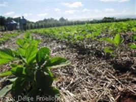 USDA reduzirá a área de milho nos EUA; elevará a de soja