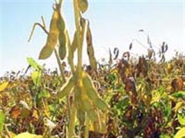 Calor e seca ameaçam produtividade da soja em regiões do país, diz Somar