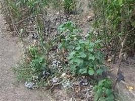 Plantas de algodão que crescem nas margens das rodovias viram foco de pragas