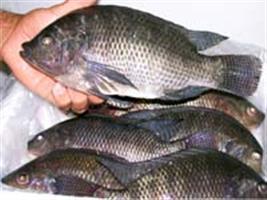 Produção de peixes em MS atingirá 36 mil ton