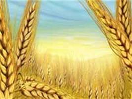 Sintonia entre campo e indústria garante valorização do trigo