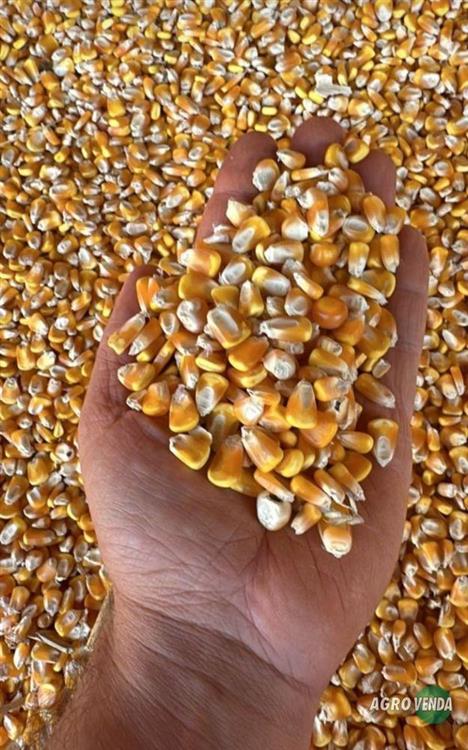 Milho em Grãos Direto da Fazenda sem 