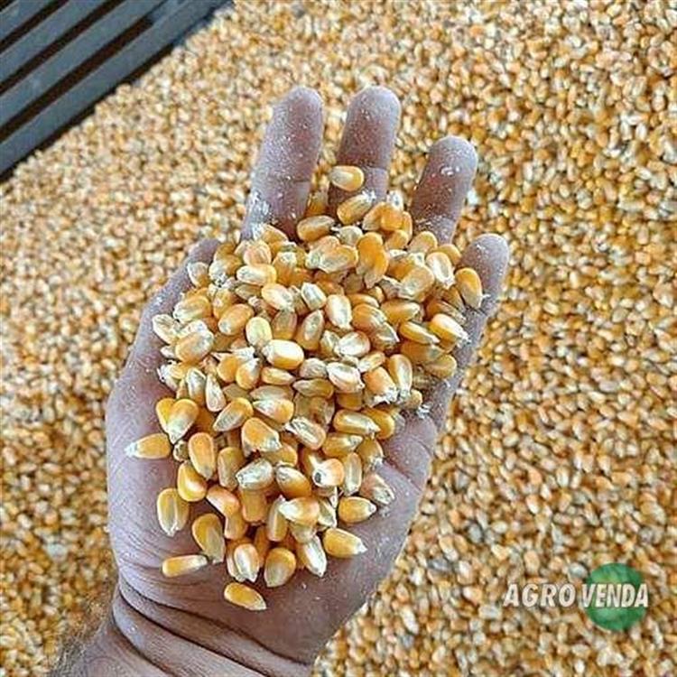 Milho em Grãos Direto da Fazenda sem 