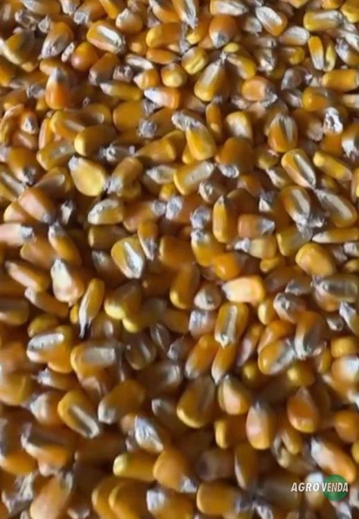 Milho Padrão 1 Direto do Produtor