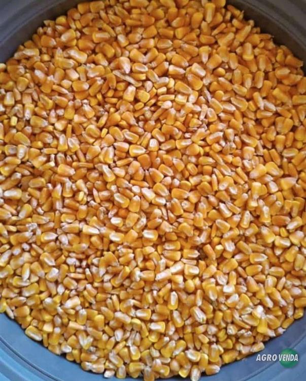 Milho Padrão 1 Direto do Produtor