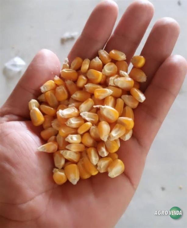 Milho Padrão 1 Direto do Produtor