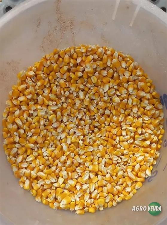 Milho Padrão 1 Direto do Produtor