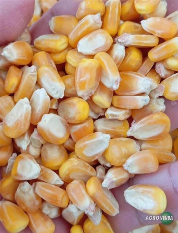 Venda de Milho em Grãos, Soja em Grãos e Farelo de