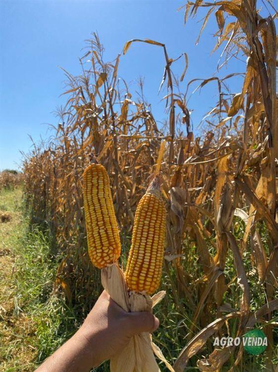 Milho em Grãos Safra Nova,Quirela de 