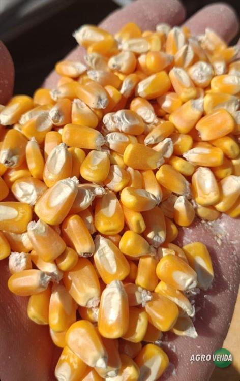 Milho em Grãos Safra Nova,Quirela de 