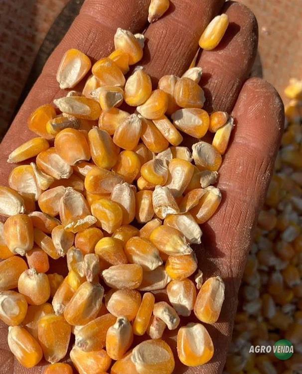 Milho em Grãos Safra Nova,Quirela de 