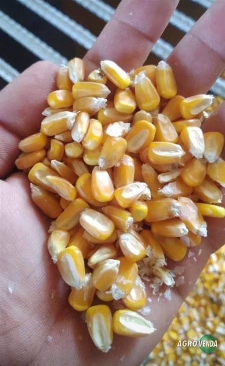 Milho em Grãos Safra Nova,Quirela de 