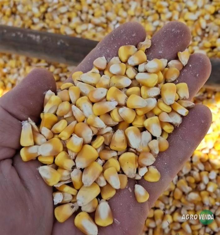 Milho em Grãos Safra Nova,Quirela de 