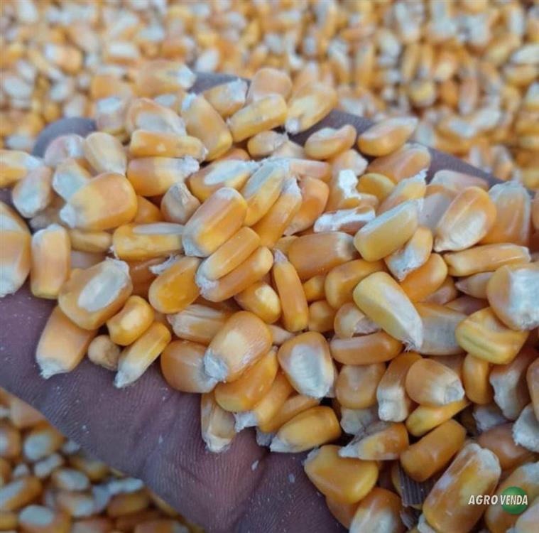 Venda de Milho e Soja e demais Produtos agrícolas 