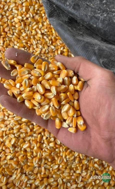 Milho Padrão Exportação,Quirela de 