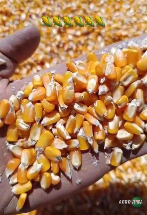 Venda de Milho,Quirela de milho moído, Farelo de 