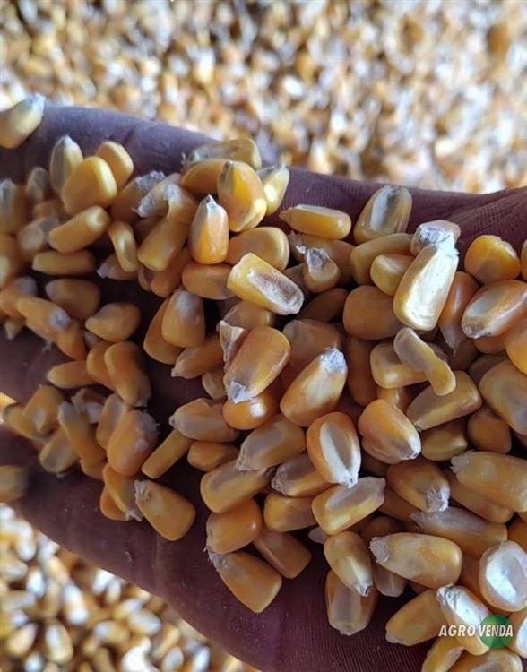 Venda de Milho,Quirela de milho moído, Farelo de 