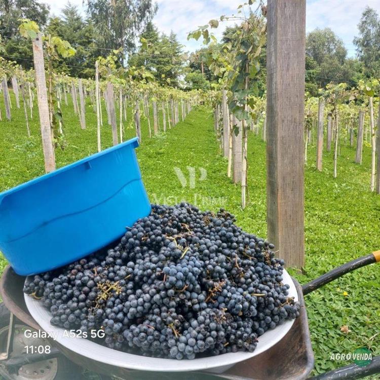 Chácara 2,9 ha com Renda e Potencial Turístico em 