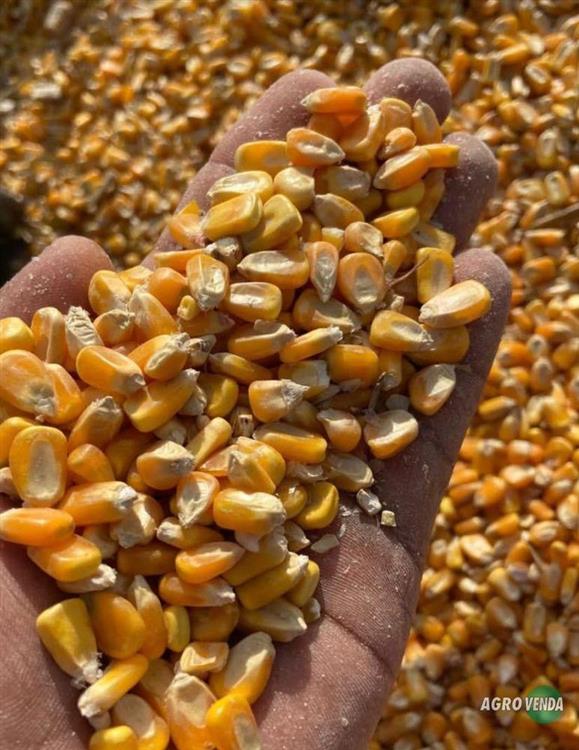 Milho em Grãos Safra Nova,Quirela de 