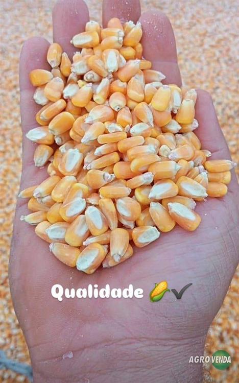 Venda de Milho em Grãos, Soja em Grãos e Farelo de