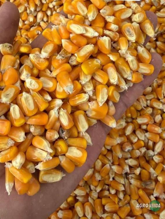 Venda de Milho em Grãos, Soja em Grãos e Farelo de