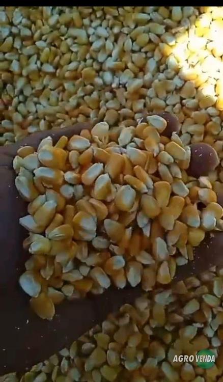 Venda de Milho,Quirela de milho moído, Farelo de 