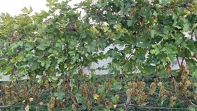 Uvas resistentes mostram potencial para vinhos em Minas