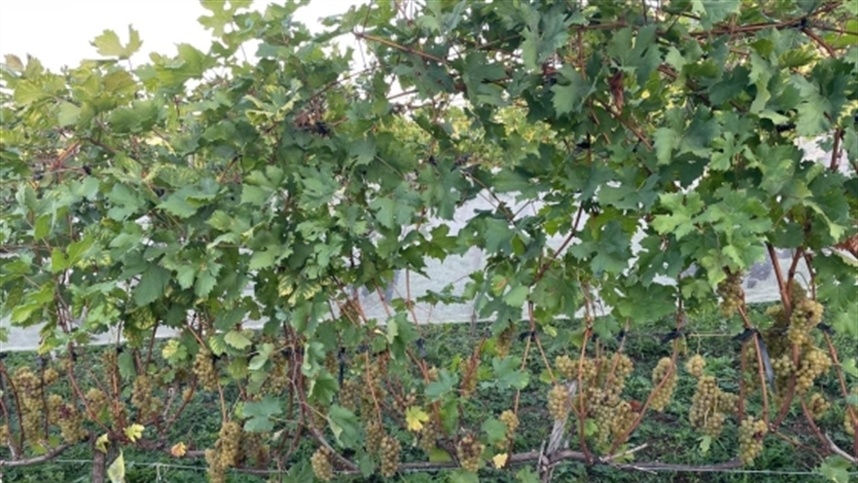 Uvas resistentes mostram potencial para vinhos em Minas