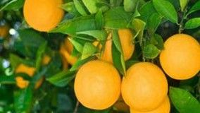 Produção de laranja aquece economia do Noroeste Fluminense