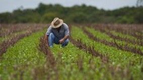 Região de Campo Novo do Parecis nunca plantou soja