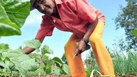 Pequenos agricultores elogiam plano safra, mas cobram reforma agrária