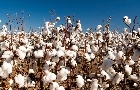 Preço do algodão em pluma perde força
