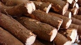 Embrapa abre inscrição para curso sobre micropropagação