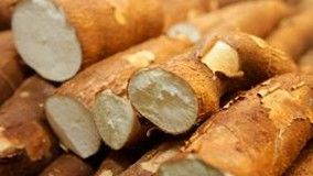 Cultivo e processamento da mandioca são temas de curso
