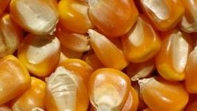 Contagem de bolores e leveduras em fubá e identificação de gêneros potencialmente toxigênicos