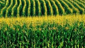 Sintomas de deficiência de macro e micronutrientes de plantas de milho híbrido BRS 1010