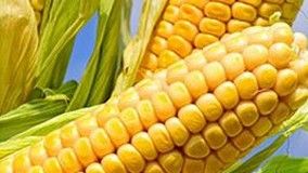 Análise dialélica e heterose de populações de milho-pipoca