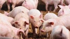 38º Encontro de Suinocultores é realizado em Marau