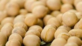 Aprosoja participa de Dia da Soja em Juara