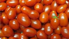 Epagri Lança em Itajaí cultivares orgânicos de tom