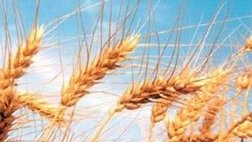 Efeito da umidade e do período de armazenamento hermético na contaminação de grãos de aveia