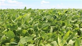 Soja ajuda na recuperação de pastagens